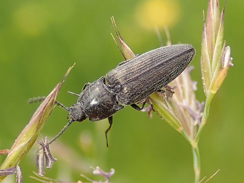 Elateridae: Cidnopus sp.